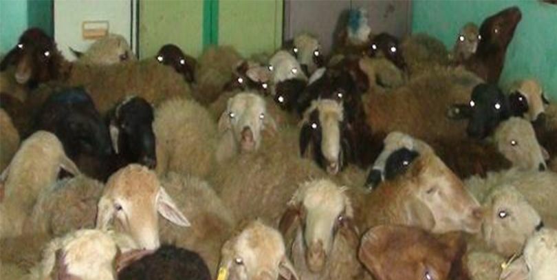 گوسفند قاچاق